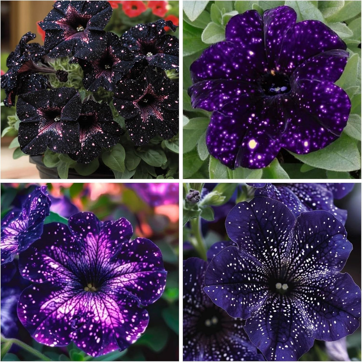 Wivolibe Night Sky Petunia seeds pack ready for planting in your garden