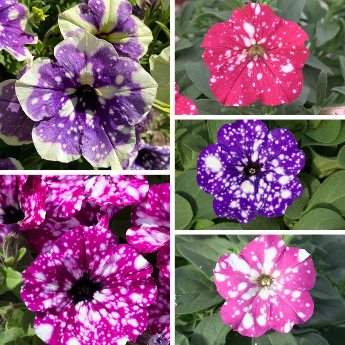 Wivolibe night sky petunia seeds add vibrant color to containers and beds.