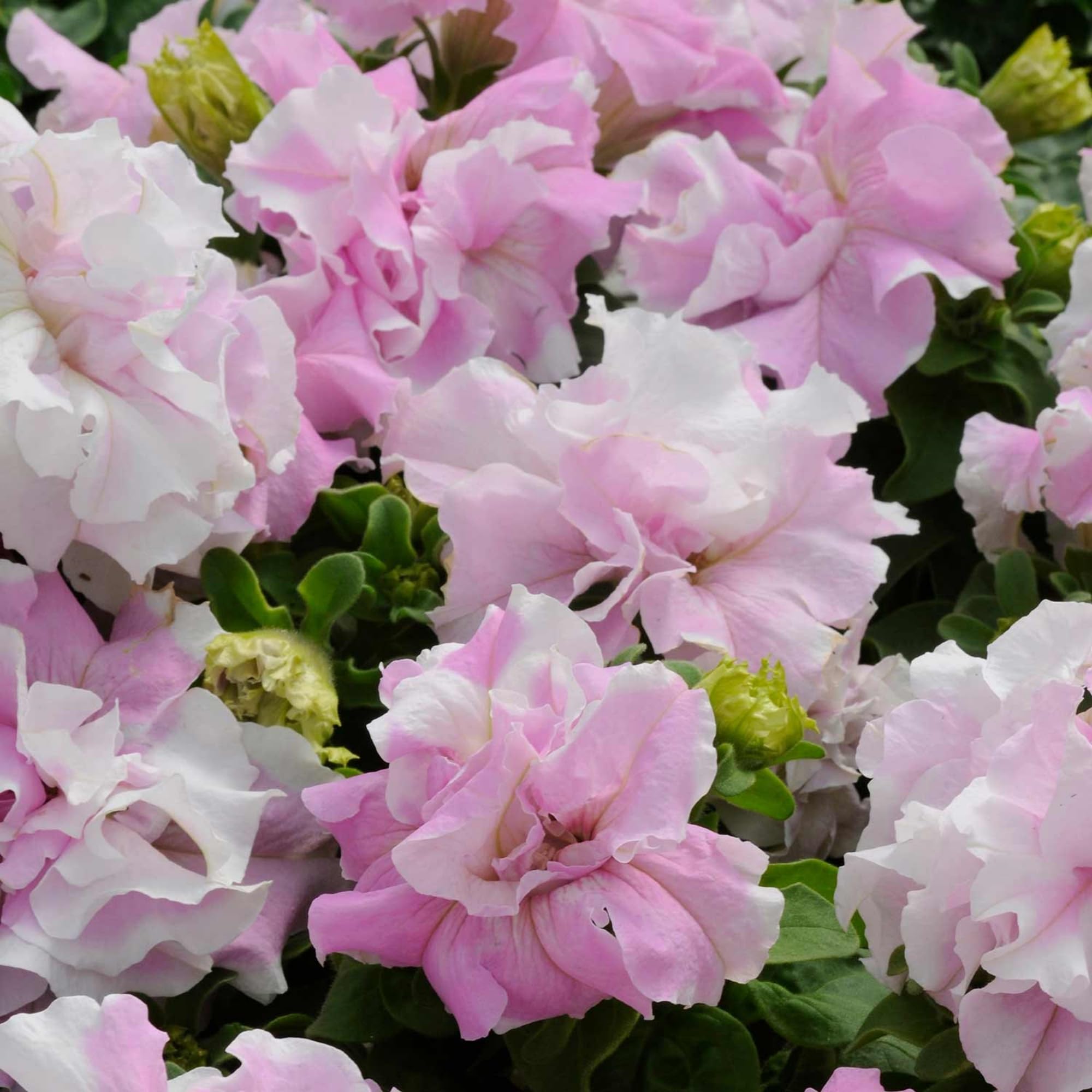Wivolibe non-GMO heirloom dwarf wave petunia seeds for garden color.