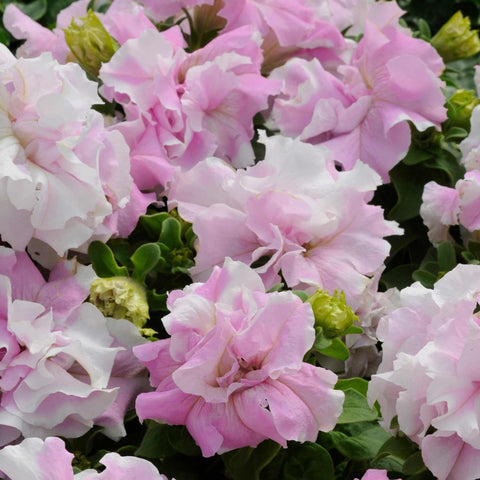 Wivolibe non-GMO heirloom dwarf wave petunia seeds for garden color.