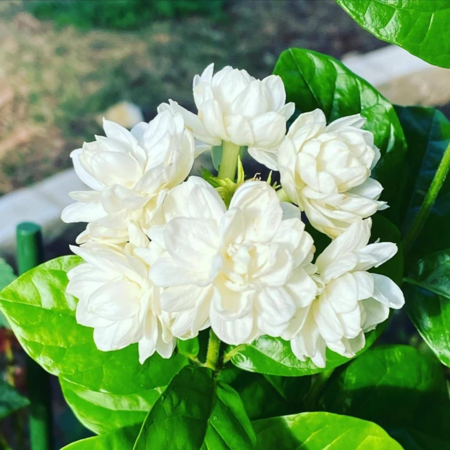 Wivolibe non-GMO jasmine seeds for safe garden planting