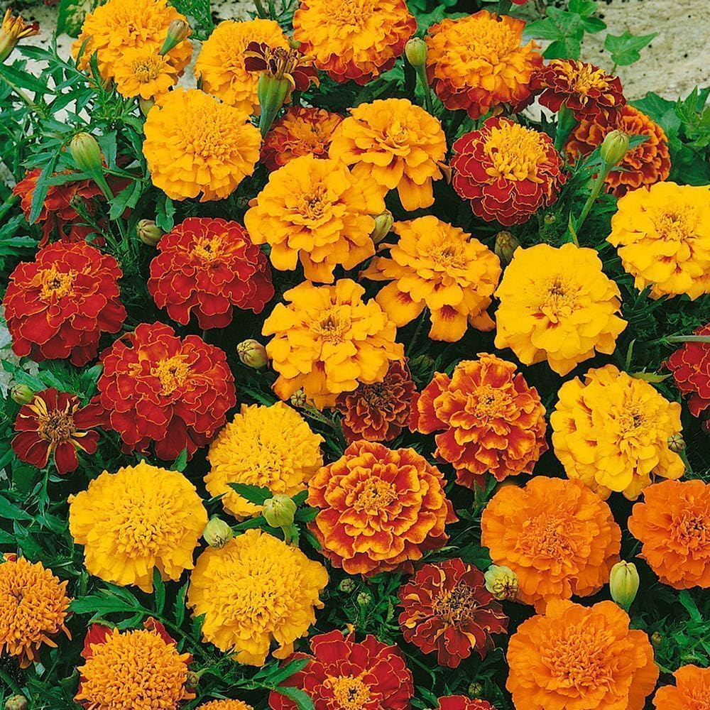 Wivolibe open-pollinated heirloom seeds for reliable annual blooms