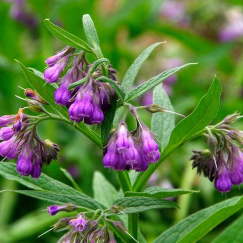 Wivolibe open-pollinated heirloom seeds for eco-friendly garden projects.