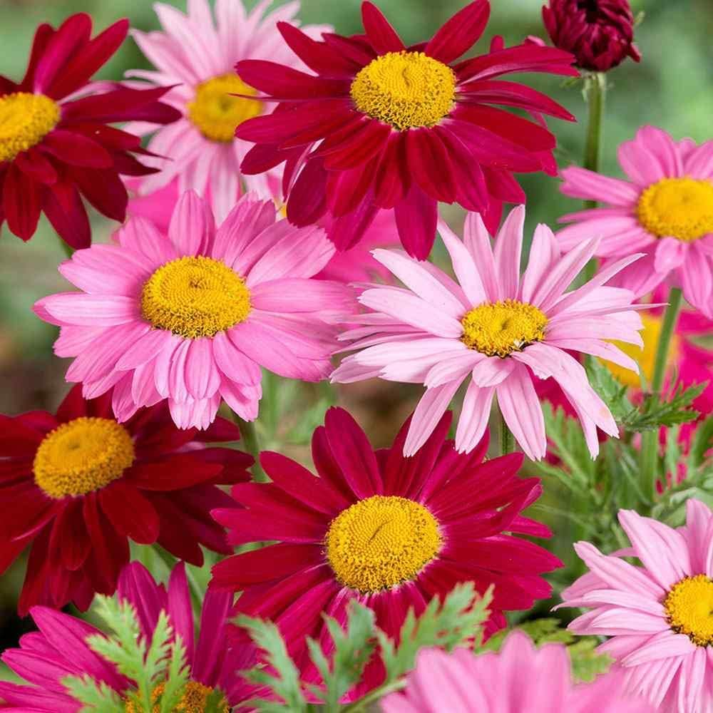 Wivolibe Painted Daisies seeds packet ready for sunny borders.