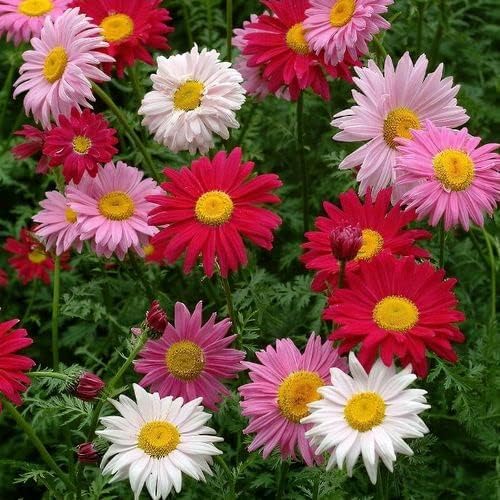 Wivolibe Painted Daisies thriving in a sunny border.