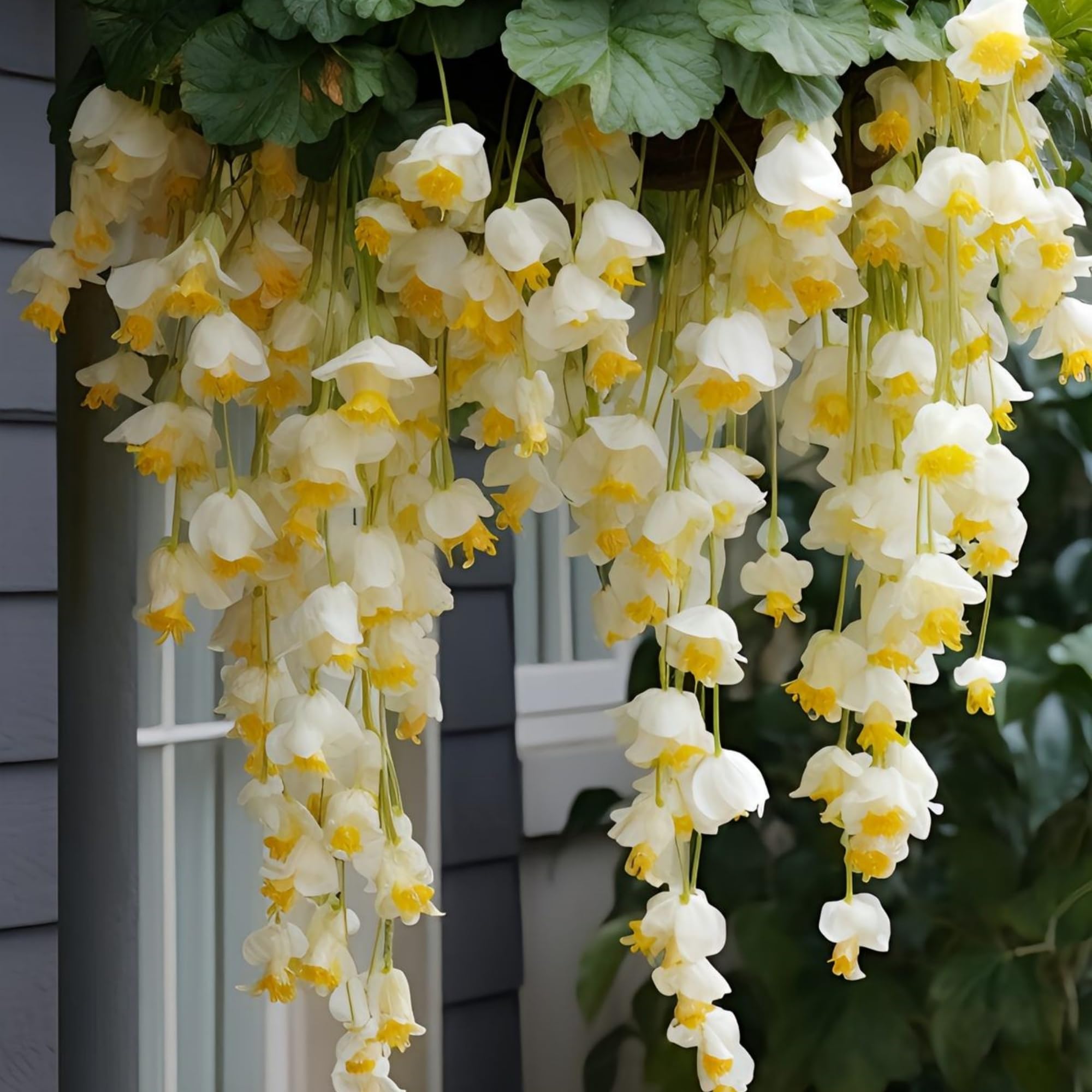 Wivolibe peach weeping begonia flowers in bloom for hanging baskets
