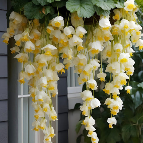 Wivolibe peach weeping begonia flowers in bloom for hanging baskets