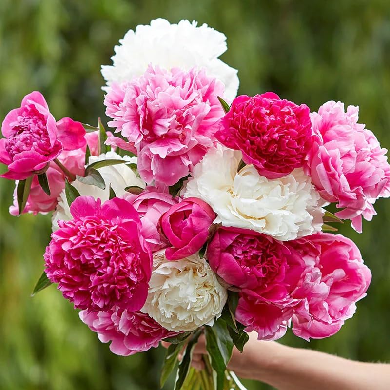 Wivolibe peony seeds sowing scene showing shallow planting depth