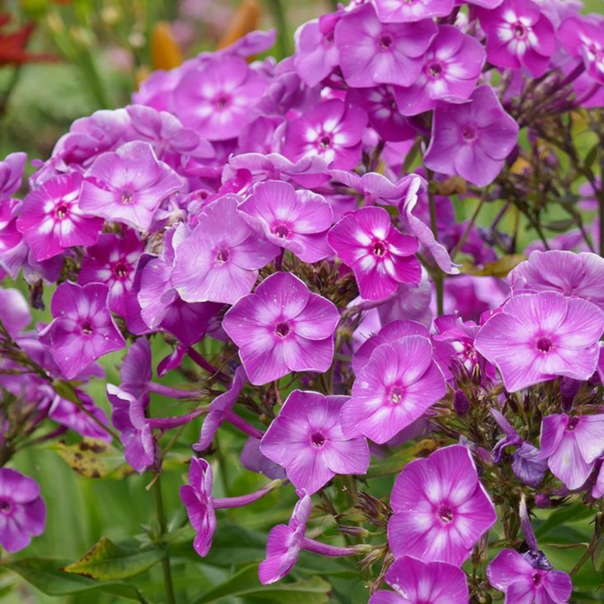 Wivolibe perennial phlox ground cover adds color and low maintenance for sunny borders.