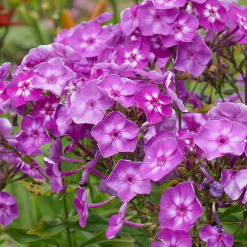 Wivolibe perennial phlox ground cover adds color and low maintenance for sunny borders.