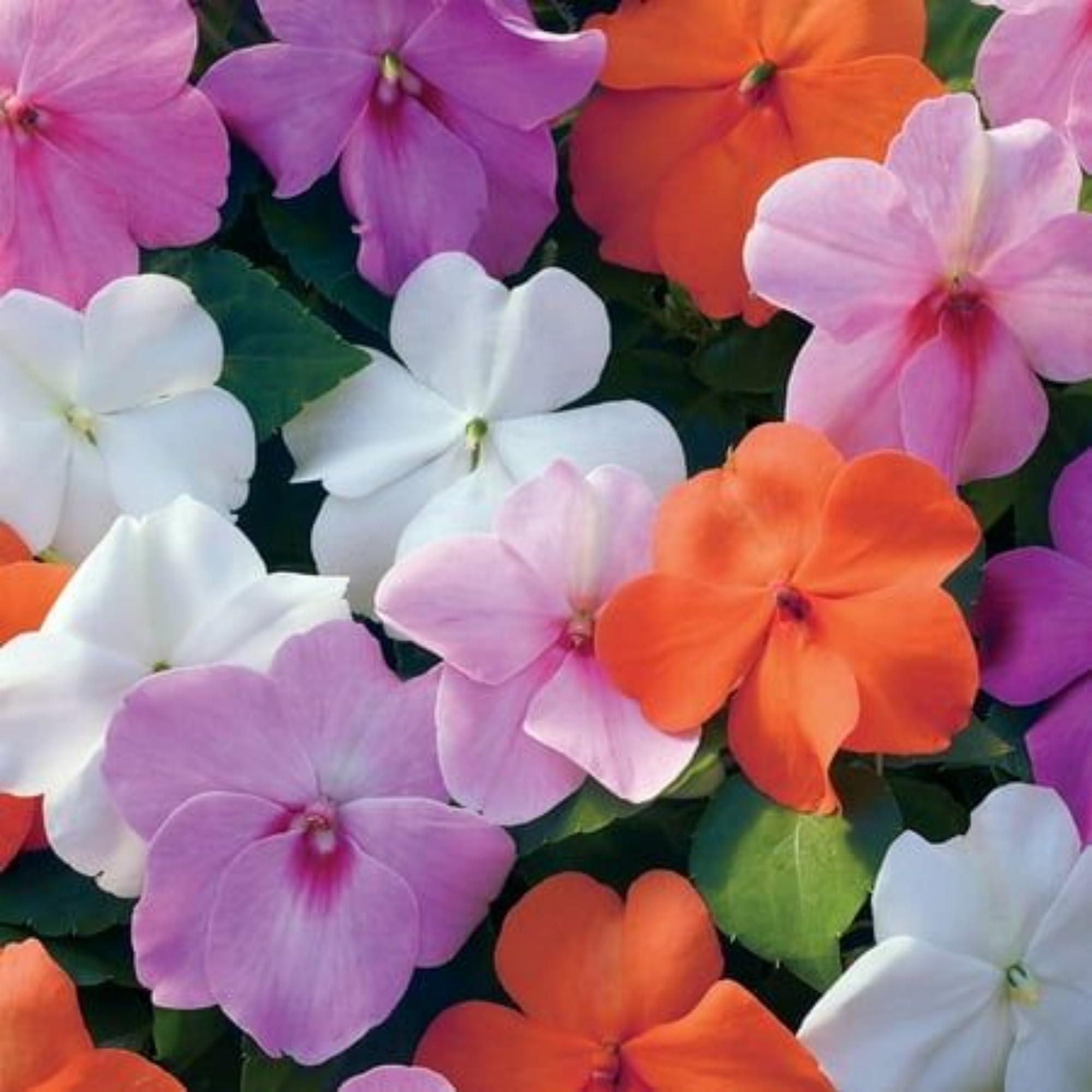 Wivolibe periwinkle blooms brighten sunlit garden borders.