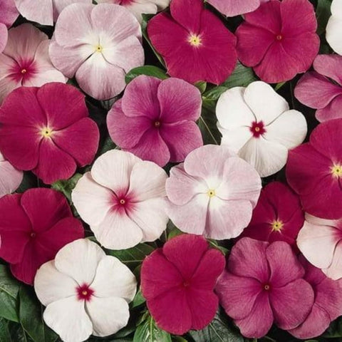 Wivolibe vinca seeds with germination tips for quick blooms.
