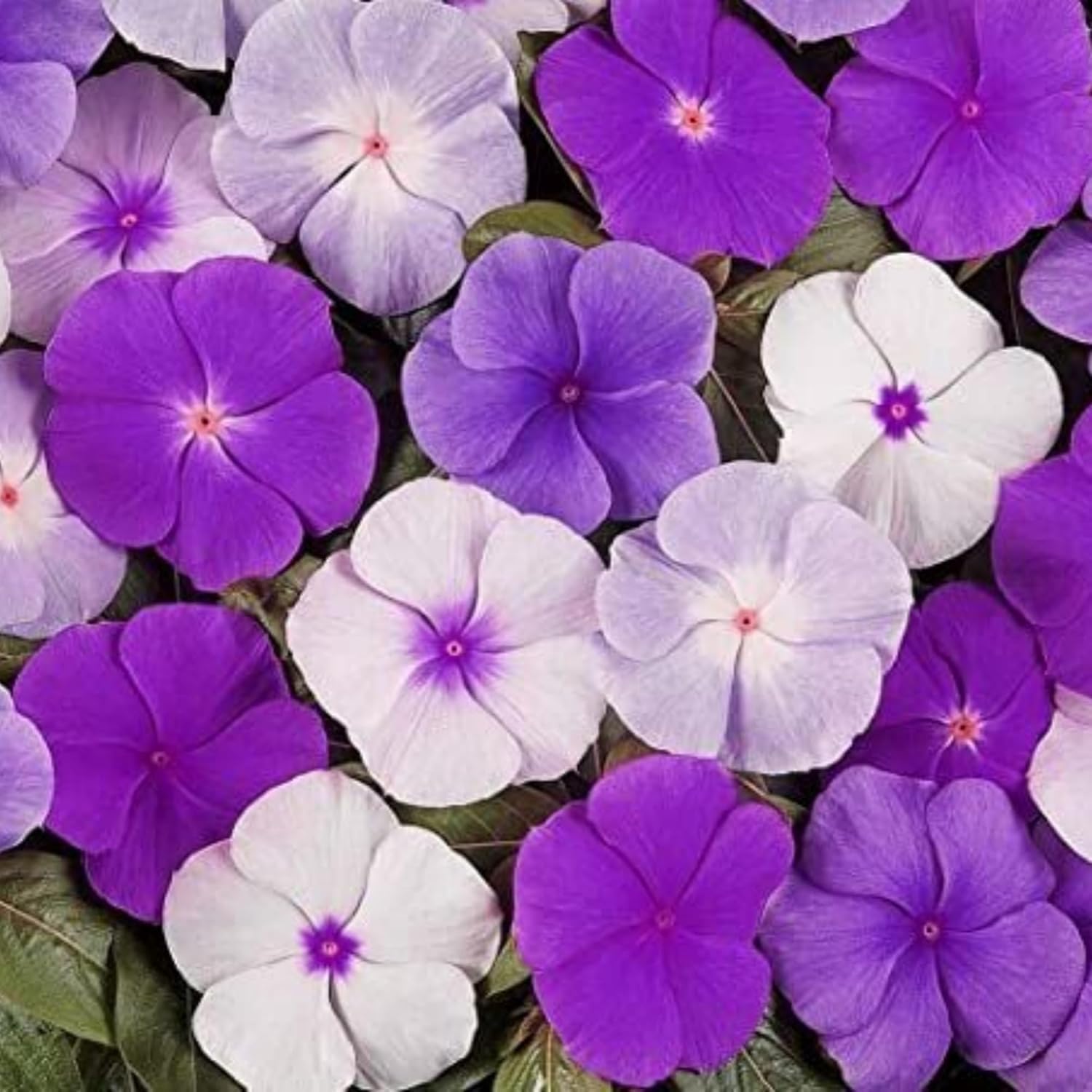 Wivolibe periwinkle seeds ready to sow for sunny, low-maintenance ground cover.