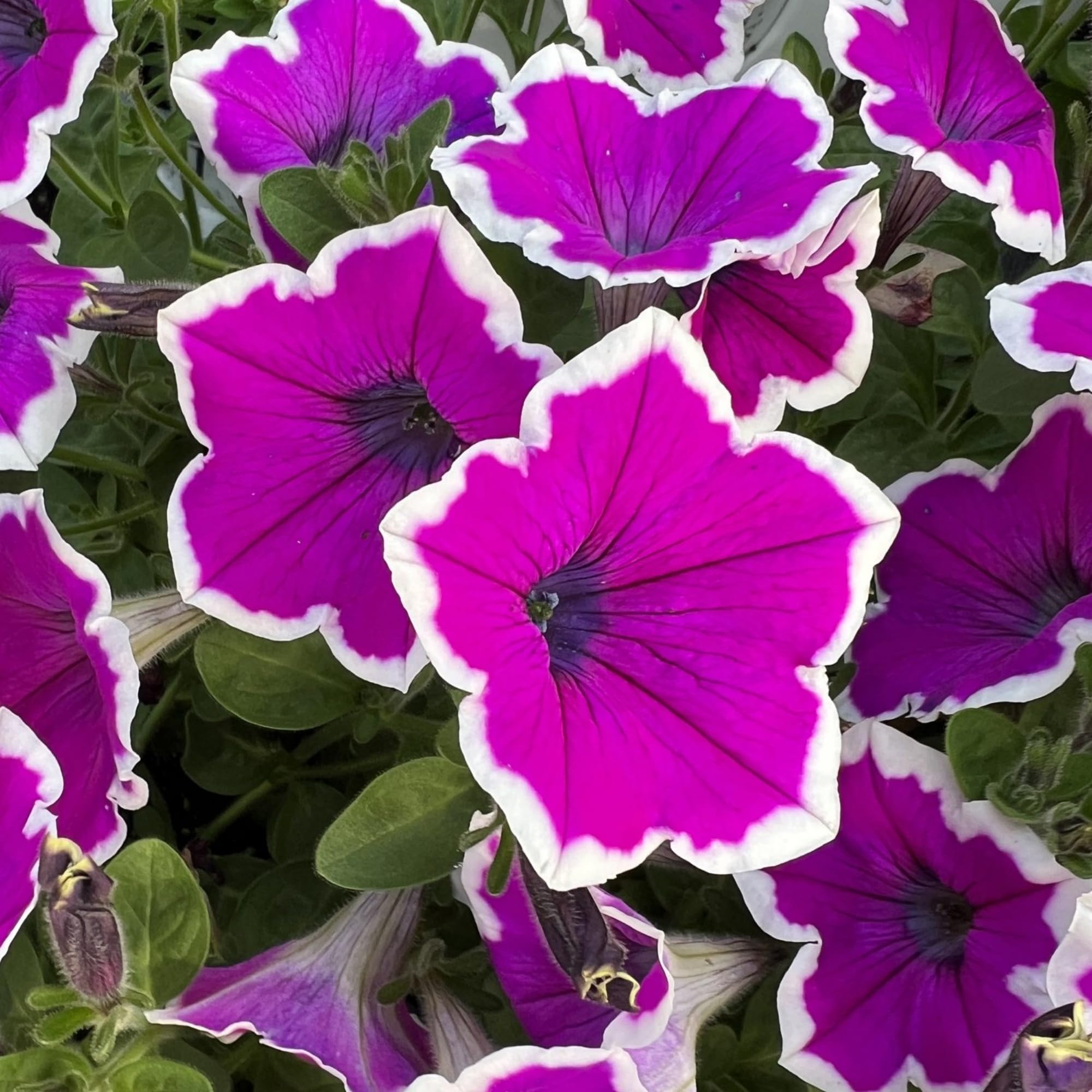 Wivolibe petunia climbing variety on a trellis for vertical garden coverage.