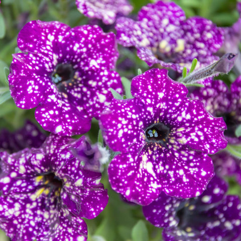 Wivolibe flowering petunias thriving in full sun.