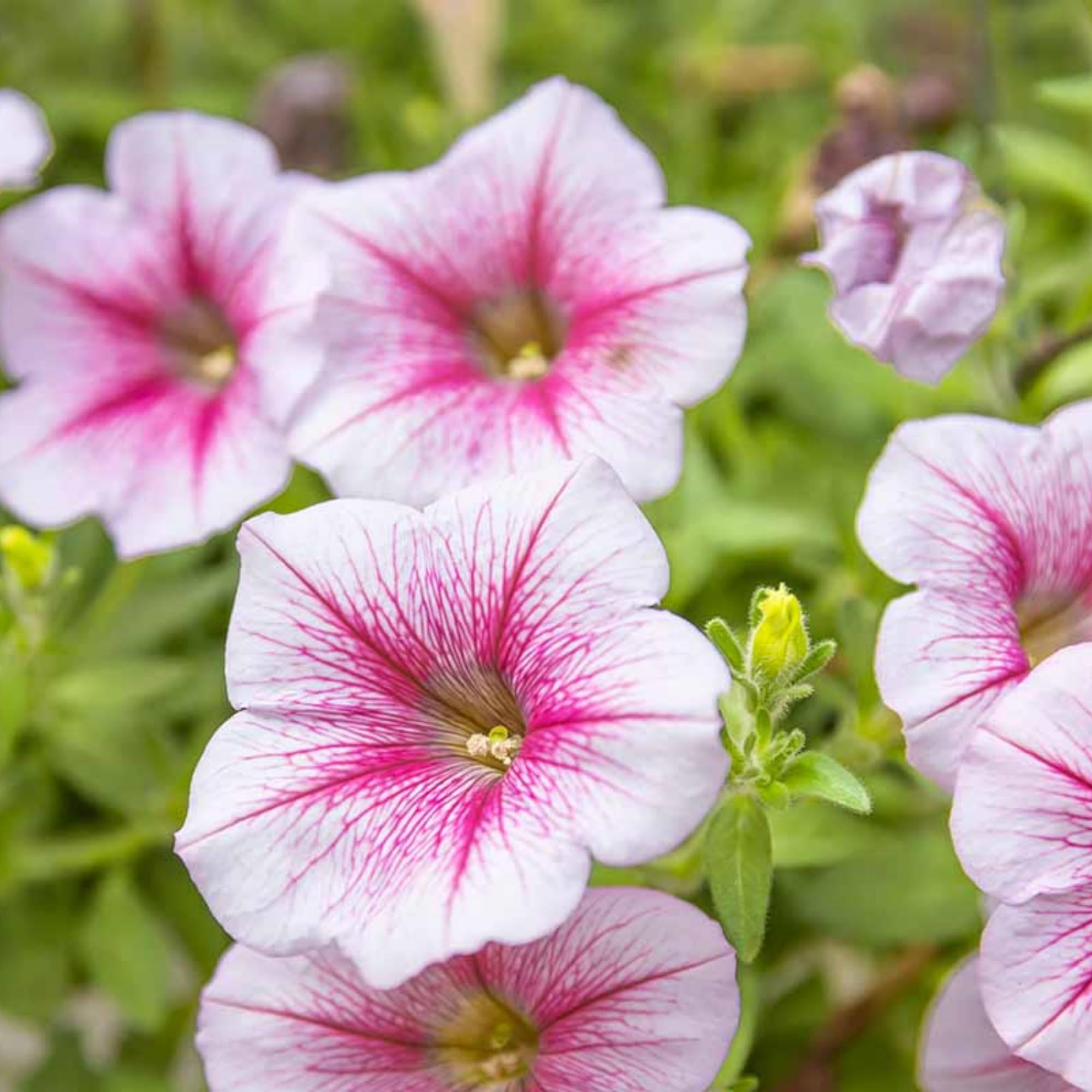 Wivolibe petunia seedlings in soil, ready for outdoor sun and spacing.