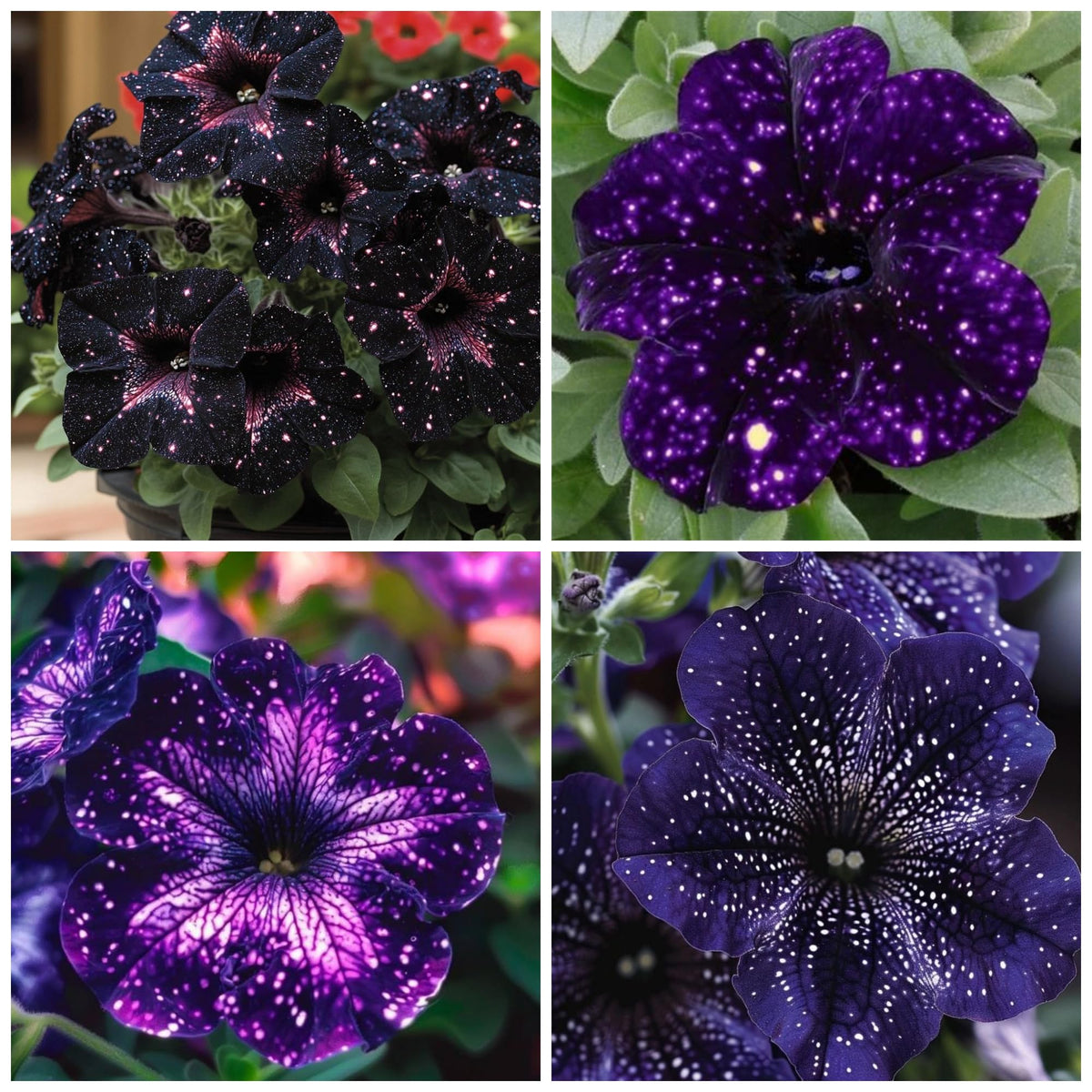 Wivolibe petunia seeds pack ready for sowing, beginner-friendly germination.