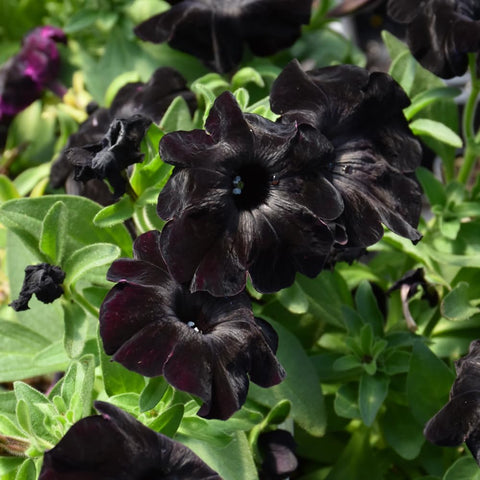 Wivolibe black petunia seeds suited for garden beds and containers.