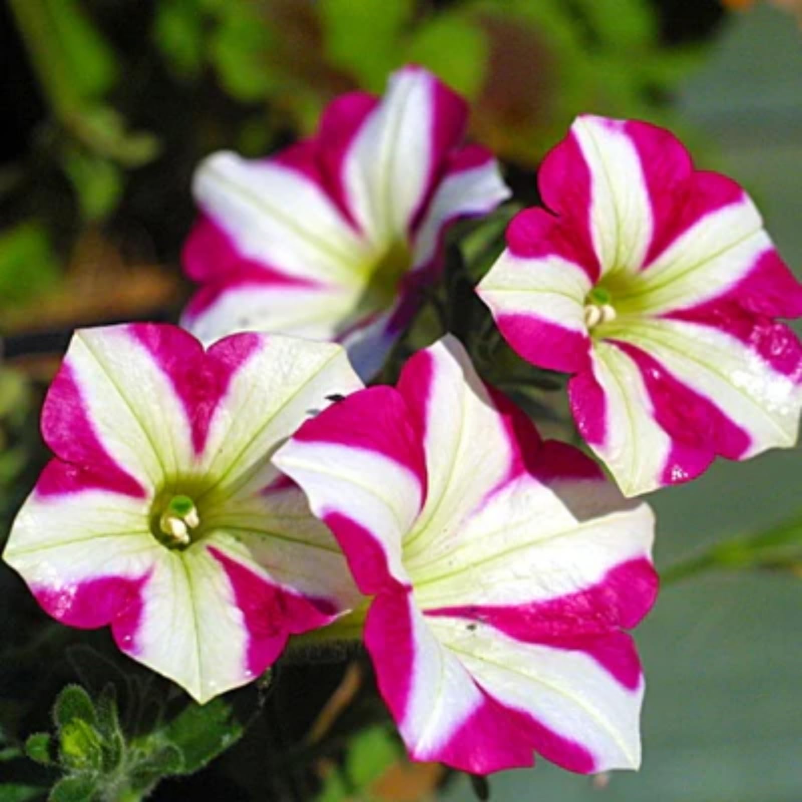 Wivolibe petunia seeds germination close-up showing potential for a quick garden display.