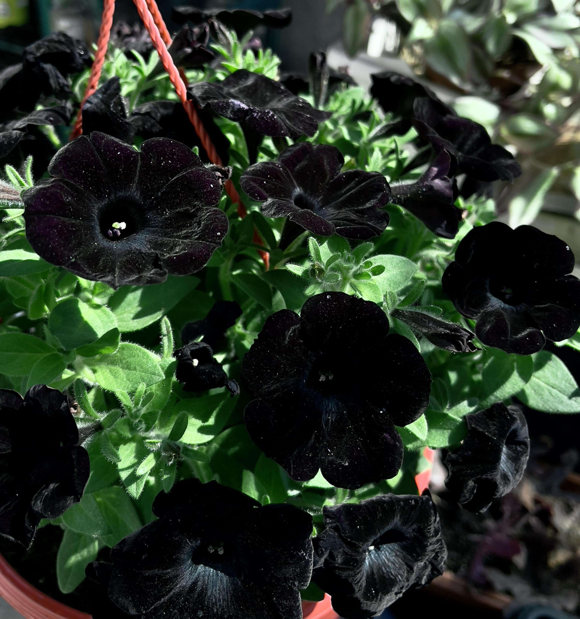 Wivolibe petunia seeds germinate in about 21 days at 65–70°F.