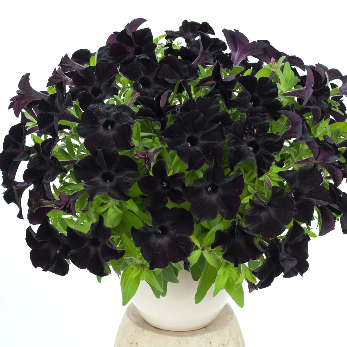 Wivolibe black petunia seeds ideal for dramatic hanging baskets.