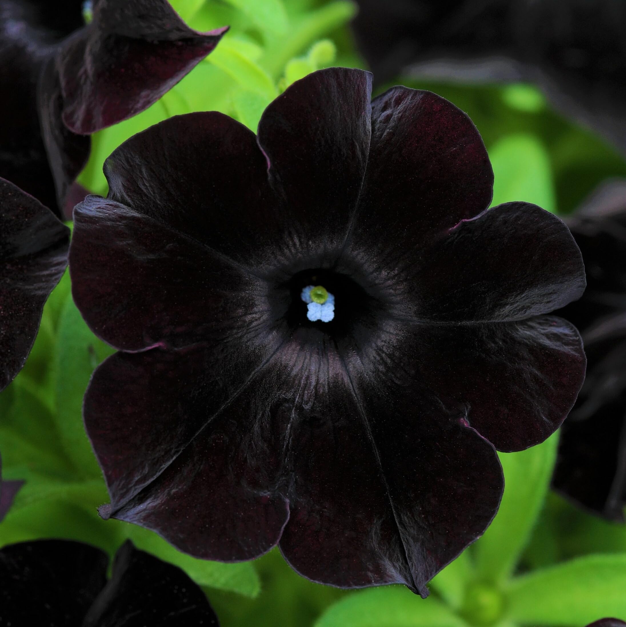 Wivolibe black petunia seeds indoors, enabling earlier blooms.