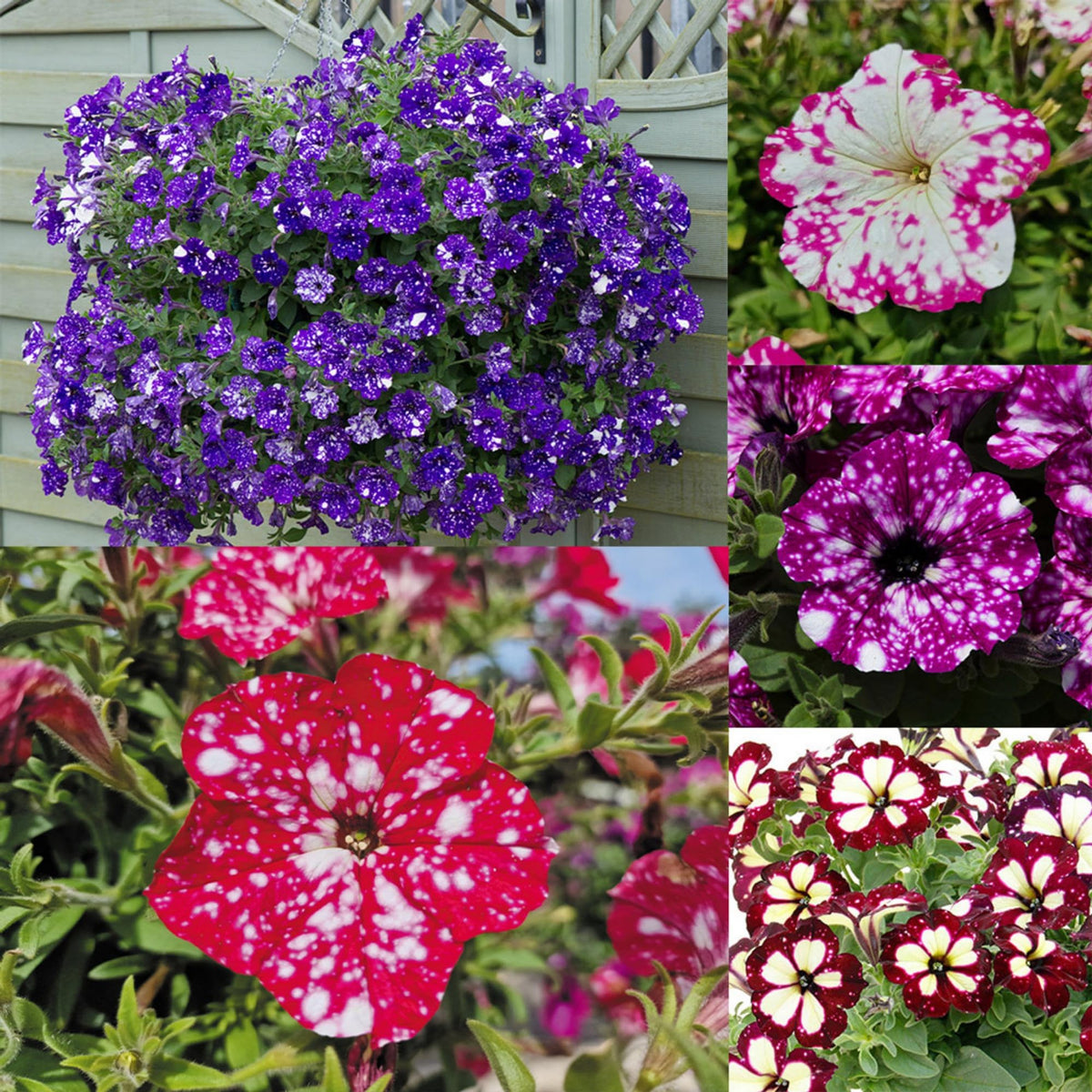 Wivolibe mixed petunia seeds pack for vibrant borders and easy planting.
