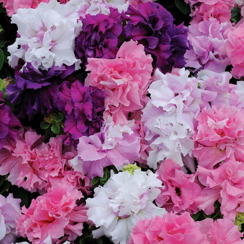 Wivolibe petunia seeds sowing method convenient for indoor start.