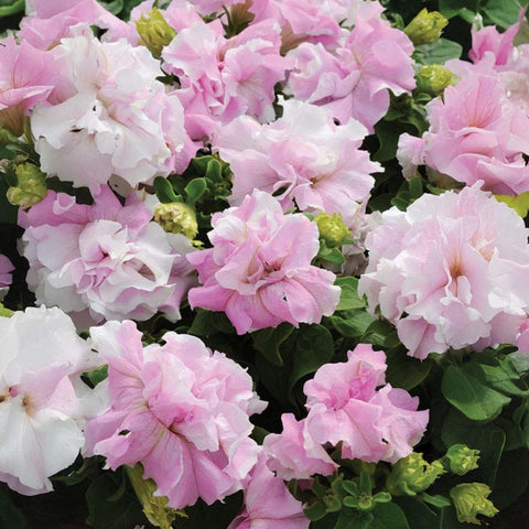 Wivolibe petunia seeds for spring bloom in sun or partial shade.