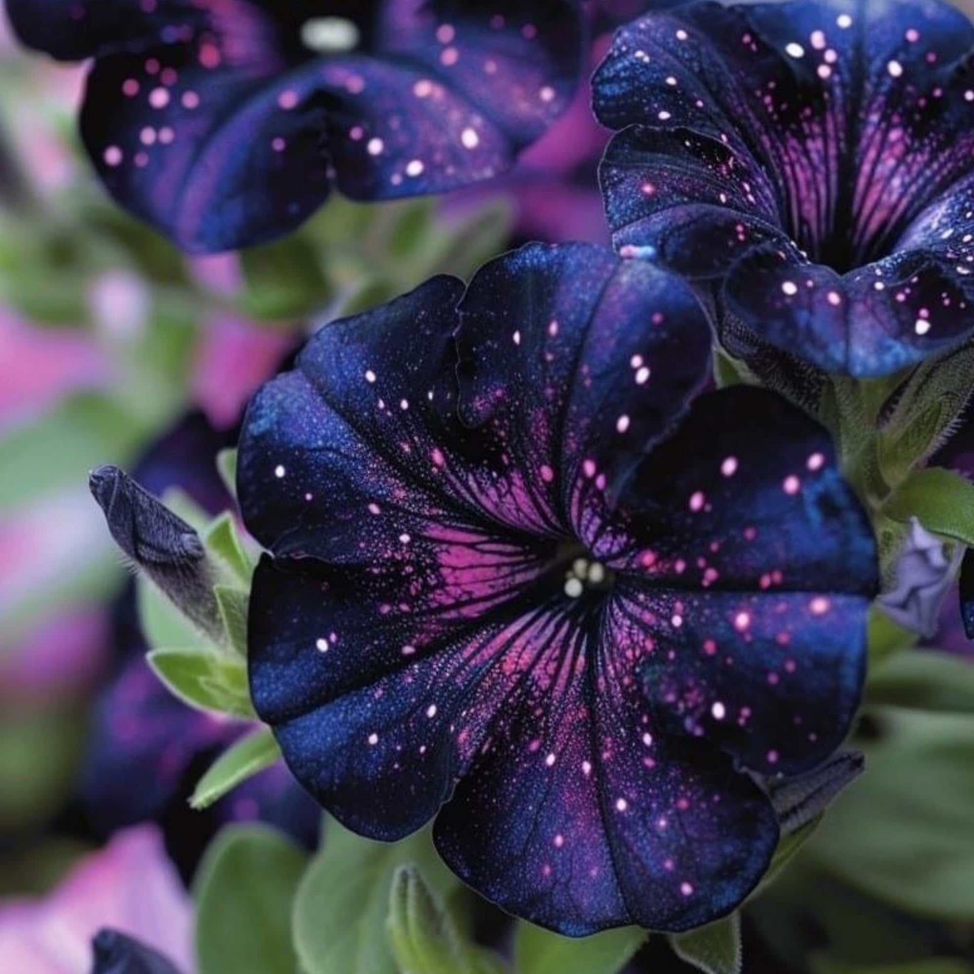 Wivolibe petunia seeds in outdoor border ready to bloom.