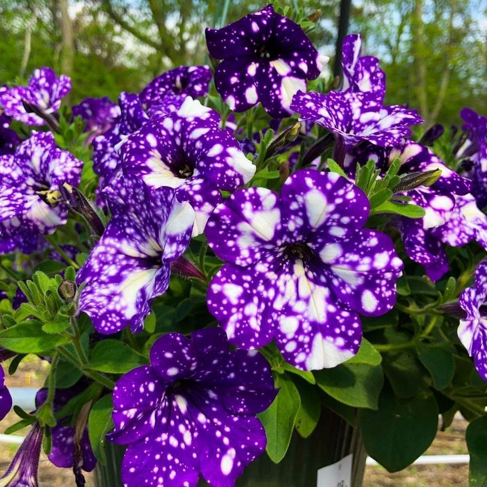 Wivolibe petunia seeds growing into trailing balcony blooms
