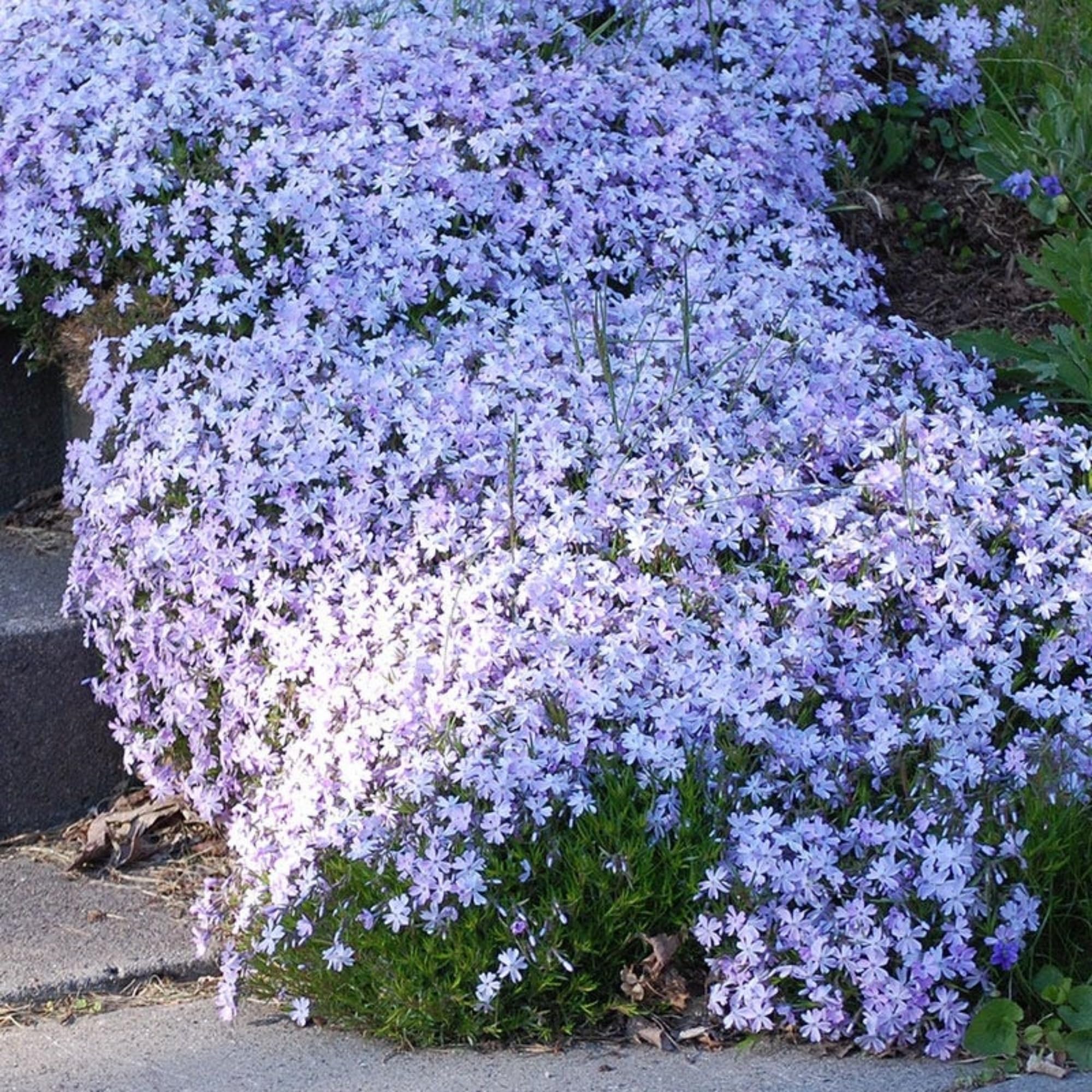 Wivolibe phlox flower blooms early season for colorful beds.