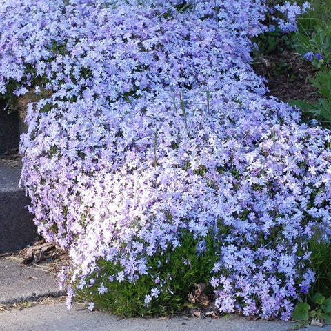 Wivolibe phlox flower blooms early season for colorful beds.