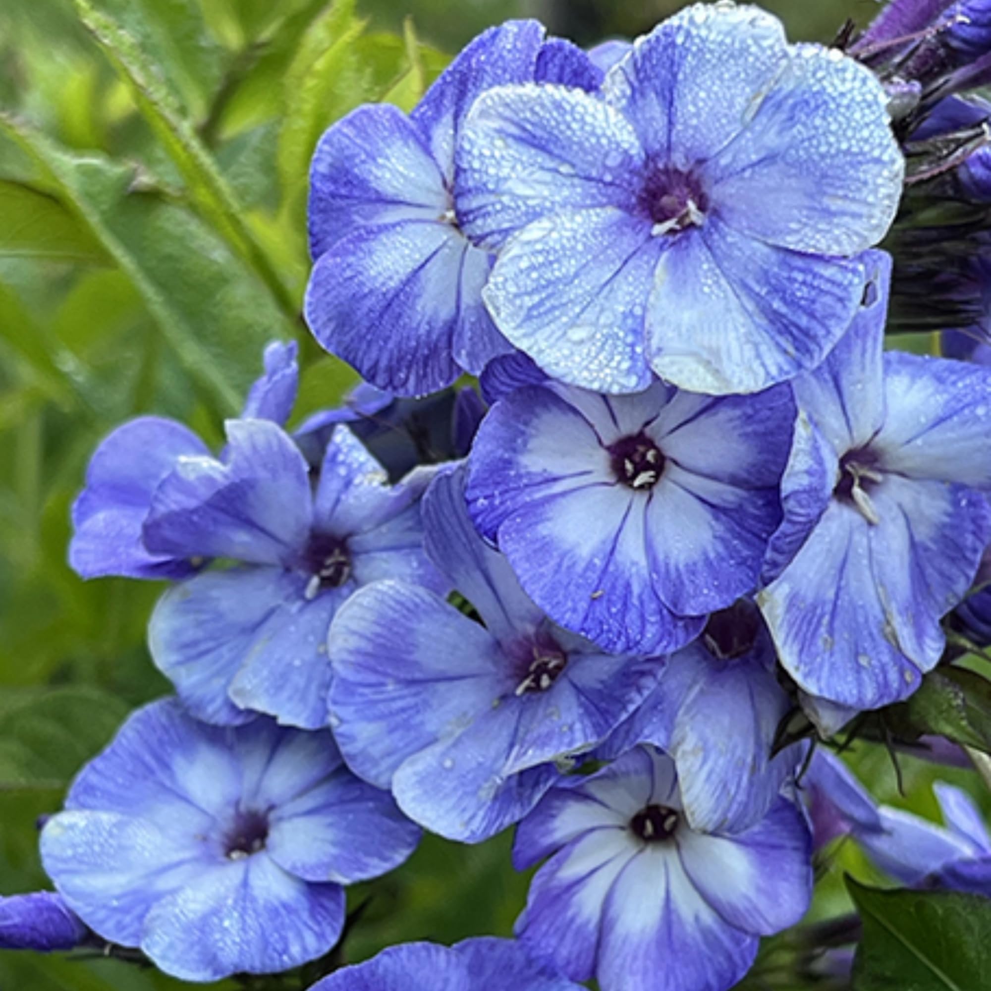 Wivolibe Phlox ground cover bloom a low maintenance carpet that brightens borders