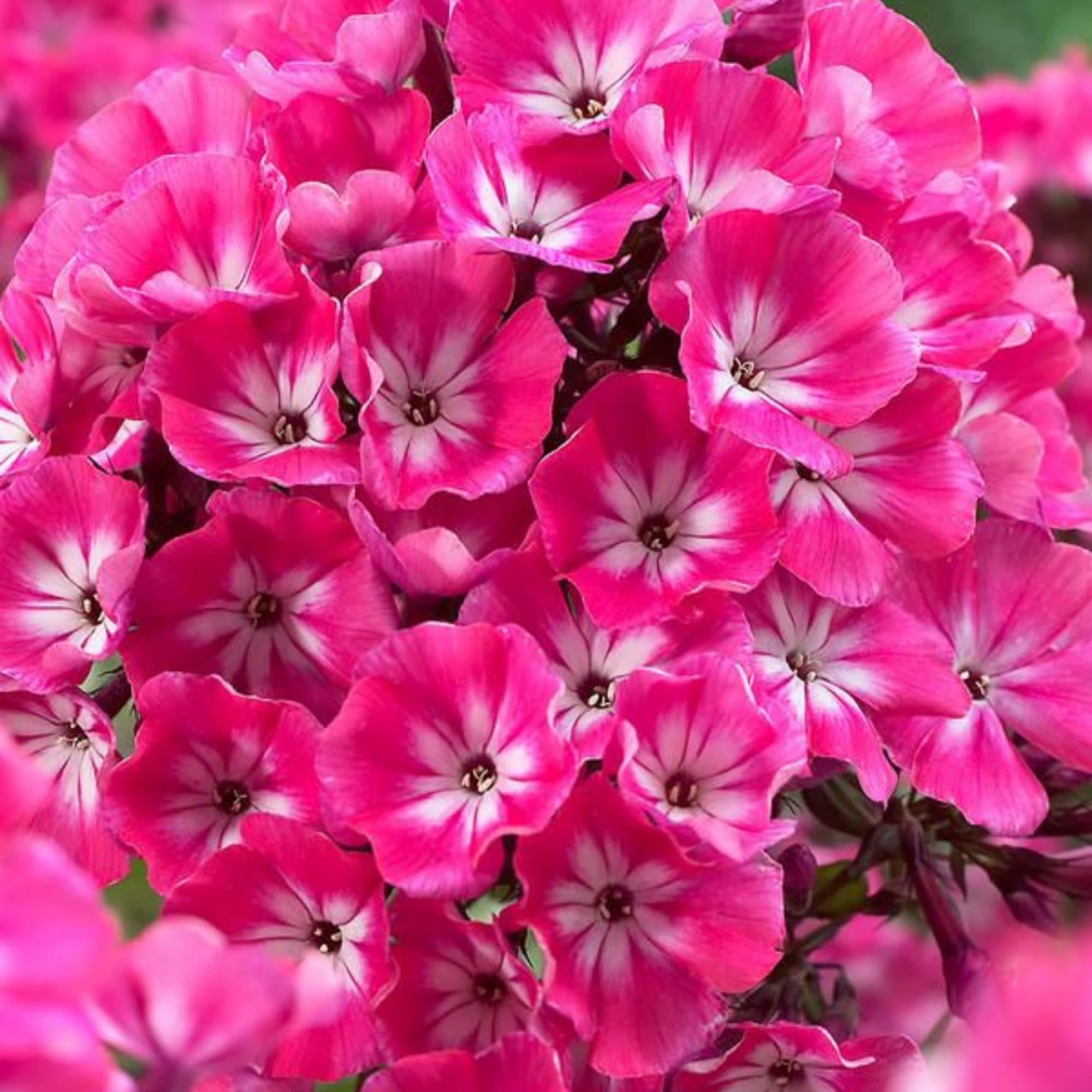 Wivolibe Phlox pollinator garden inviting bees and butterflies to thrive among blooms