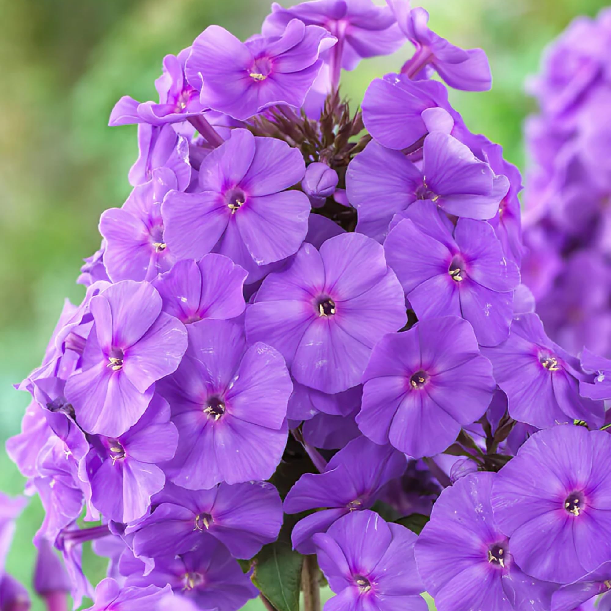 Wivolibe phlox seedlings image highlights drought tolerance and easy-care landscape potential.