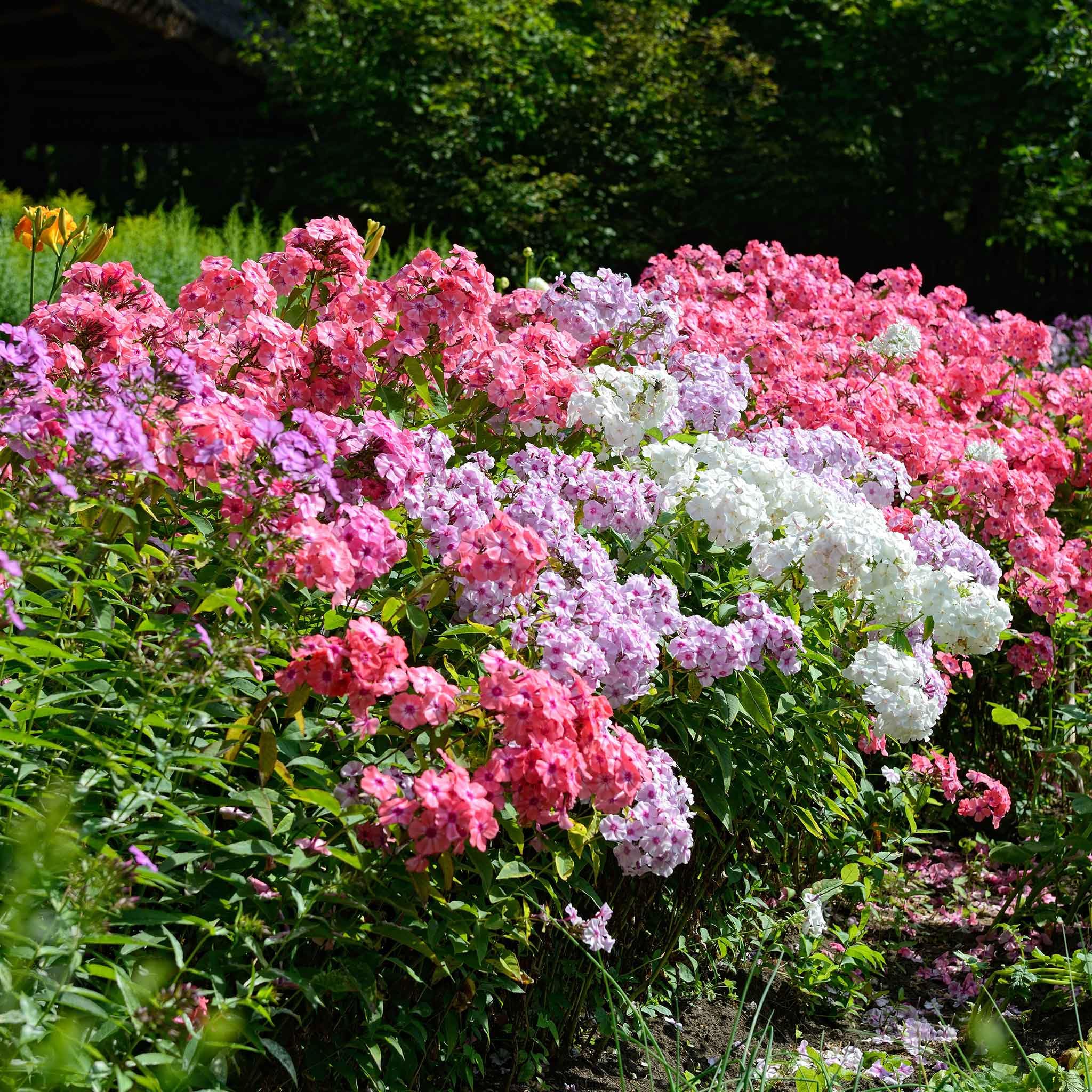 Wivolibe phlox seeds drought-tolerance supports low-water gardening