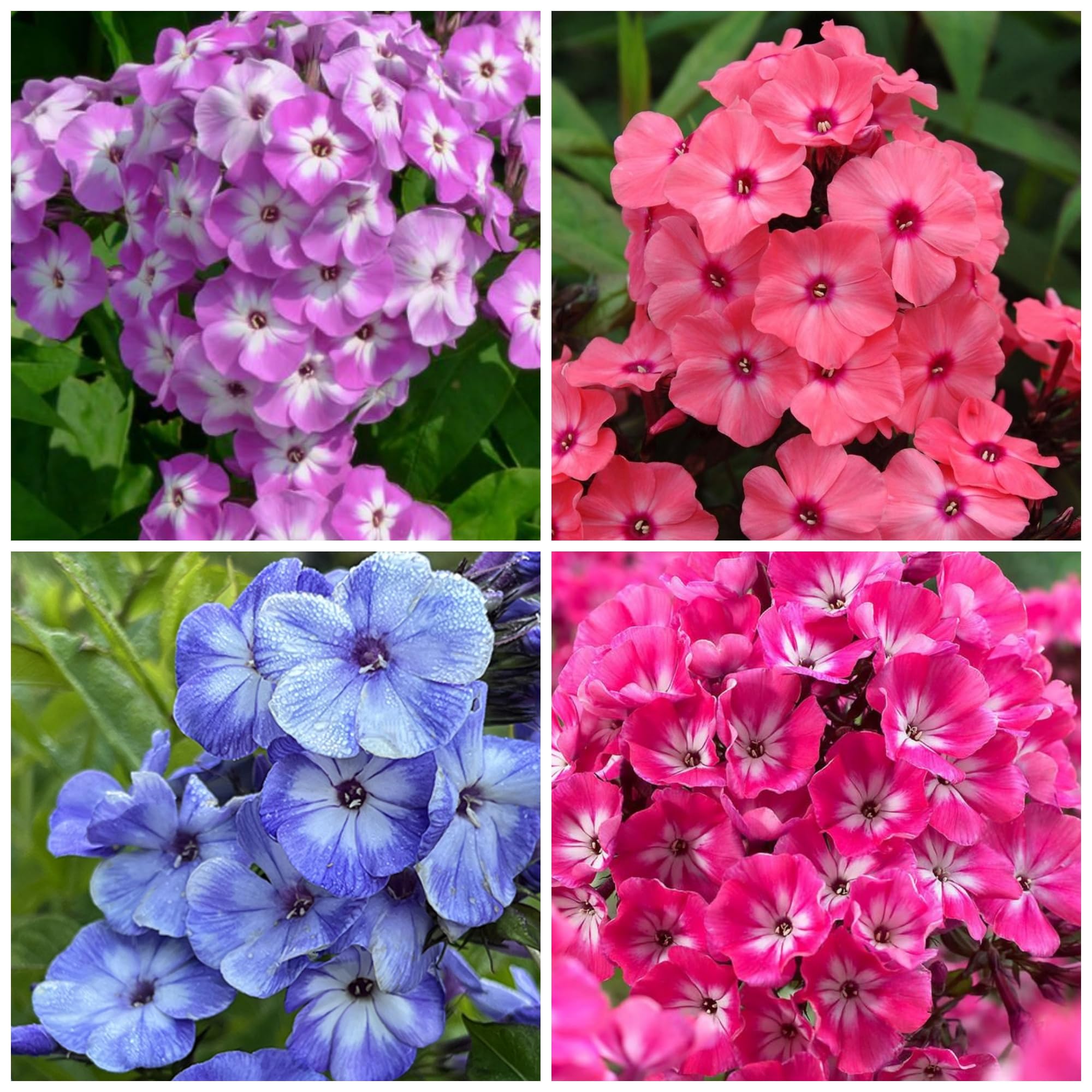 Wivolibe Phlox seeds packet ready for planting for vibrant spring color display