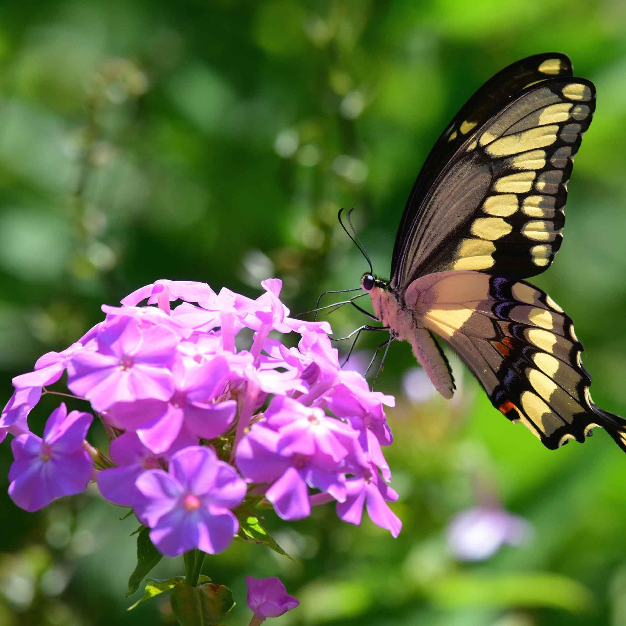 Wivolibe phlox seeds pollinators-attracting blooms encourage bees