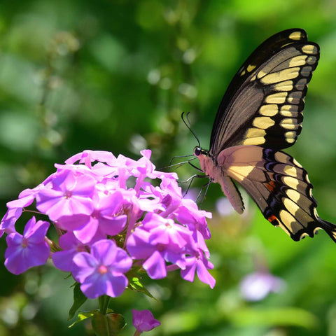 Wivolibe phlox seeds pollinators-attracting blooms encourage bees