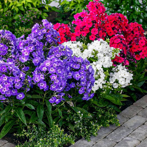 Wivolibe sowing steps phlox seeds illustrating easy planting
