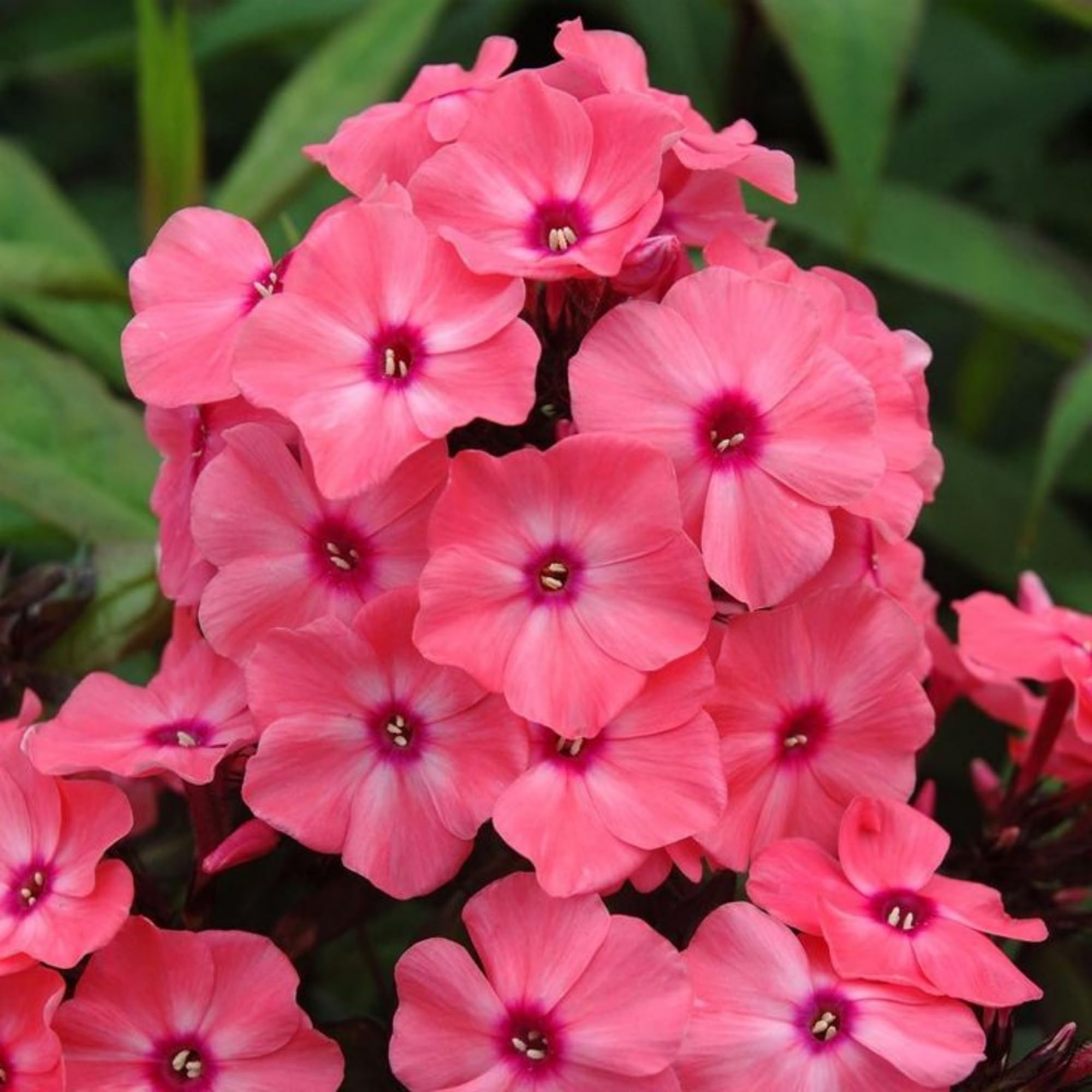 Wivolibe Phlox spring bloom display creating seasonal color with minimal effort