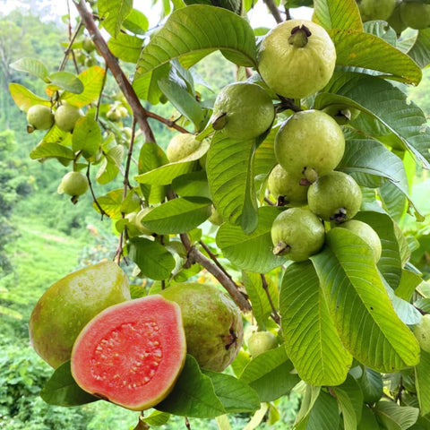 Wivolibe pineapple guava fruit showcases exotic harvest potential.