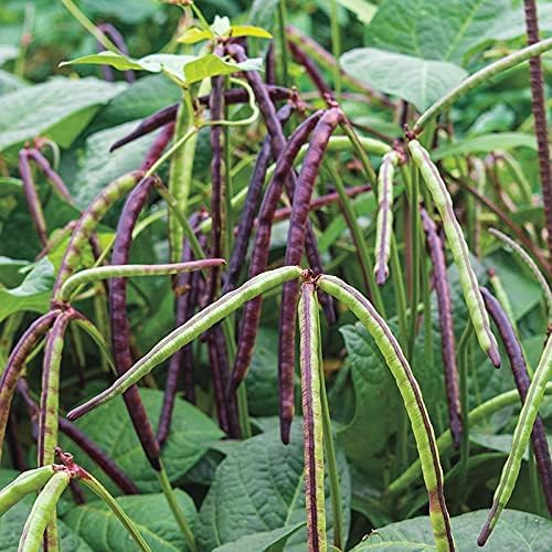 Wivolibe Pinkeye cowpea plants in garden illustrate easy-growing and reliable harvest.