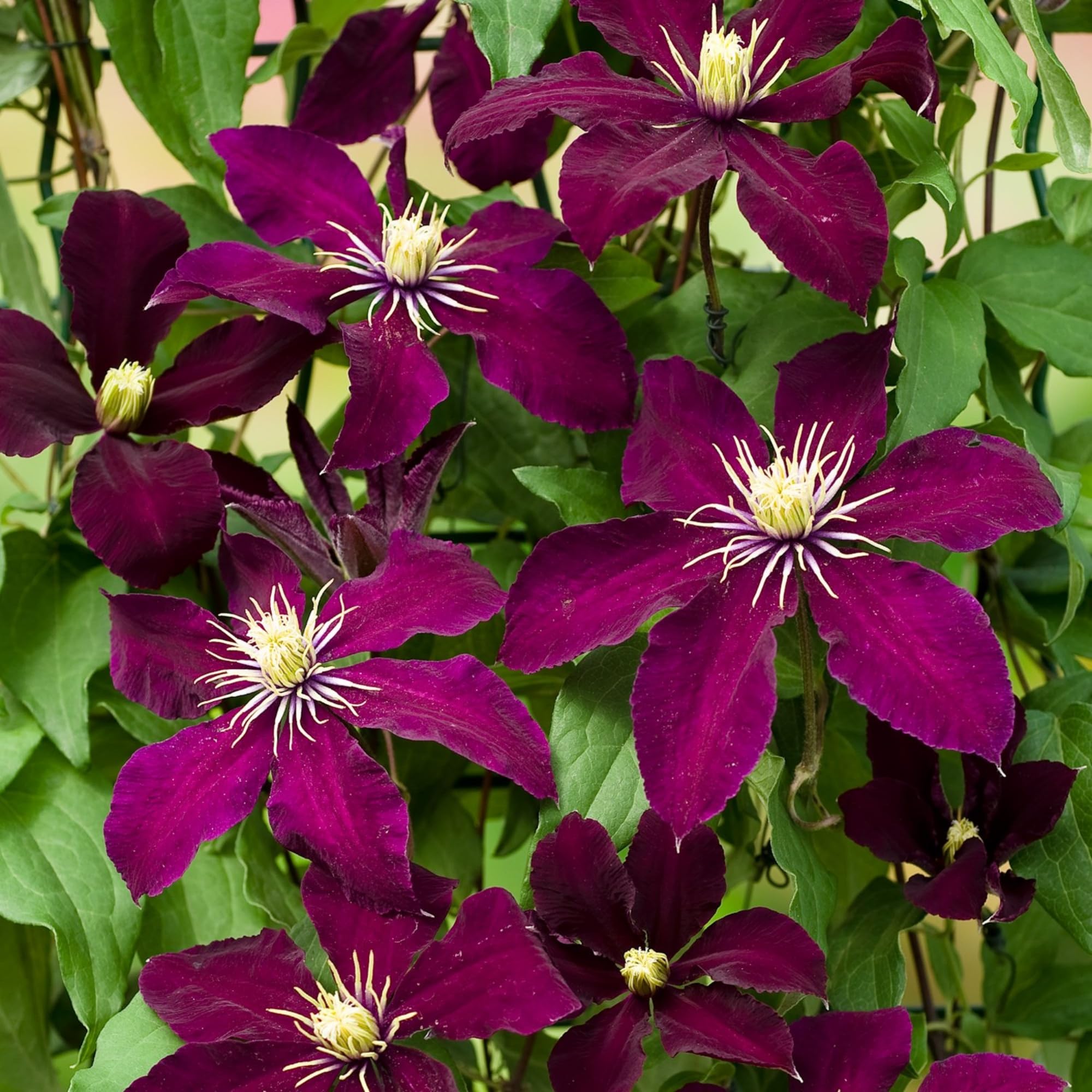 Wivolibe planting-ready seeds support easy garden color.