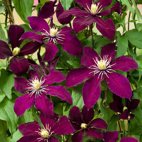 Wivolibe planting-ready seeds support easy garden color.