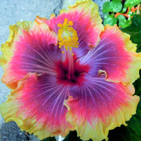 Wivolibe planting in sunny, moist soil for vibrant growth and easy maintenance