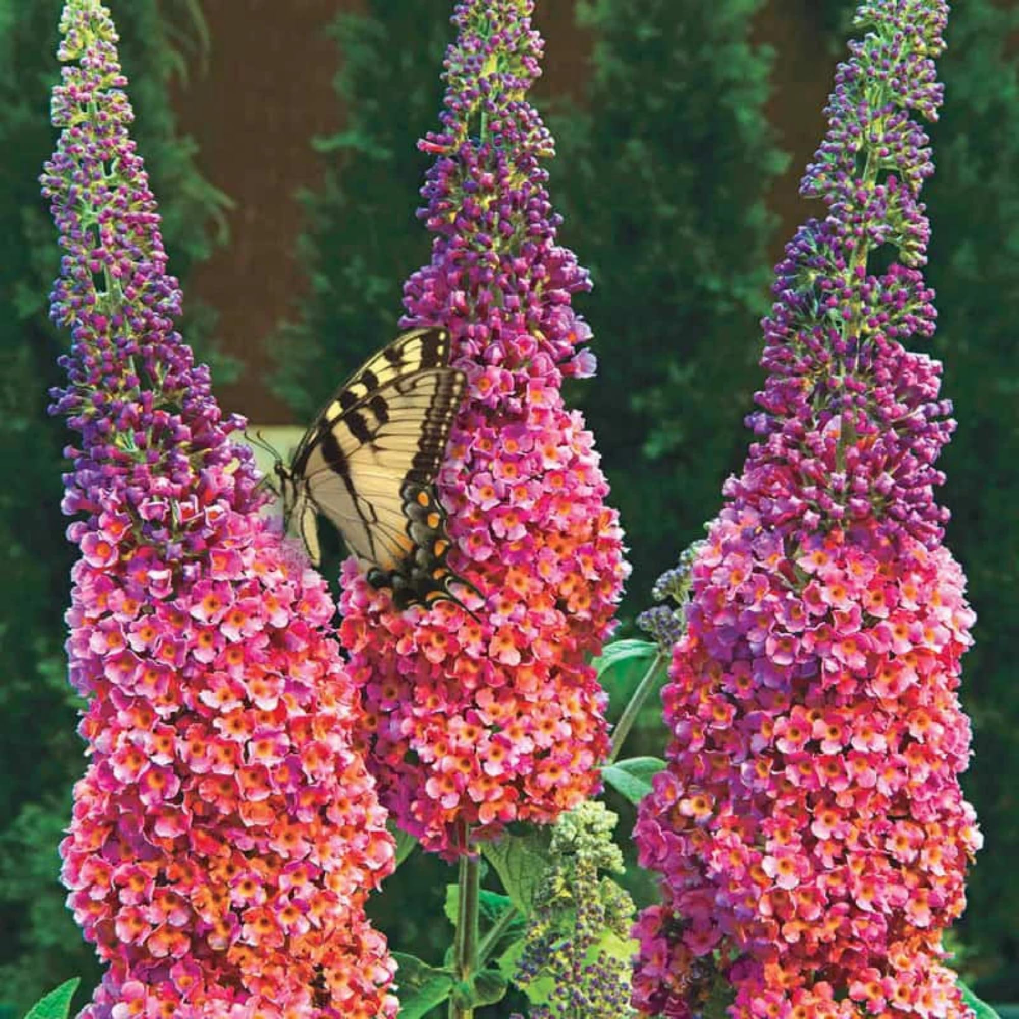 Wivolibe pollinator-friendly garden display enhances biodiversity and color.