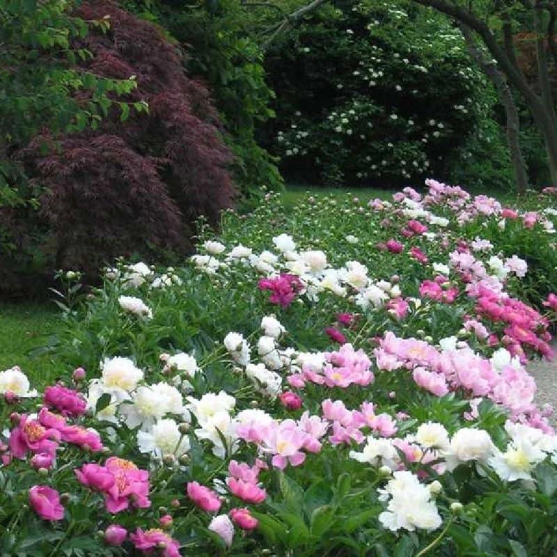 Wivolibe pollinator-friendly garden attracting bees and butterflies