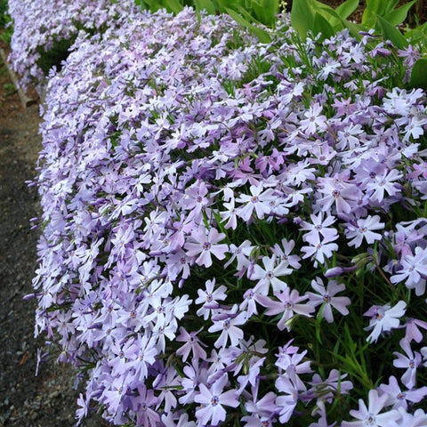 Wivolibe drought-tolerant perennial phlox supports low-maintenance landscapes.